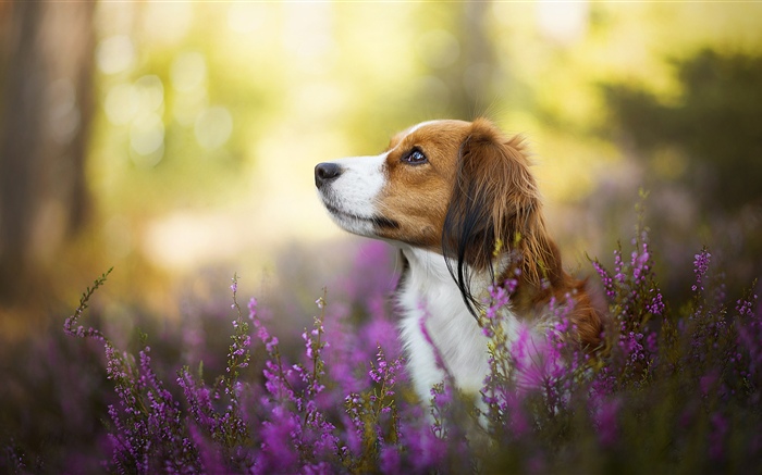 Собака, цветы, размытые обои,s изображение