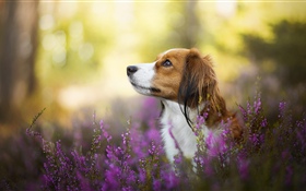 Собака, цветы, размытые HD обои