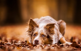 Собака отдыхает, осень, листья HD обои