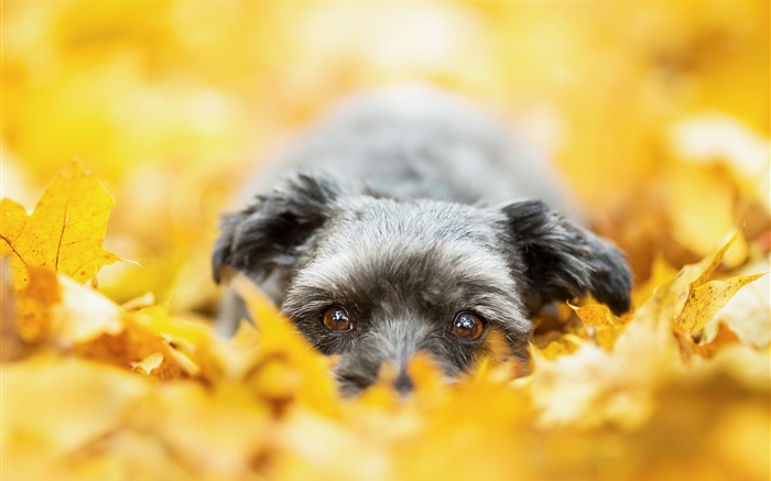 Собака скрыта в желтых листьях, осень обои,s изображение