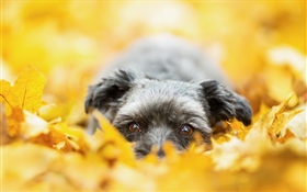 Собака скрыта в желтых листьях, осень HD обои