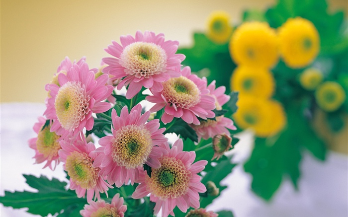 Розовая хризантема обои,s изображение