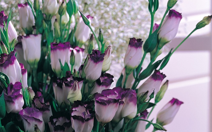 Фиолетовые белые лепестки тюльпанов обои,s изображение