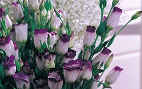 Фиолетовые белые лепестки тюльпанов HD обои