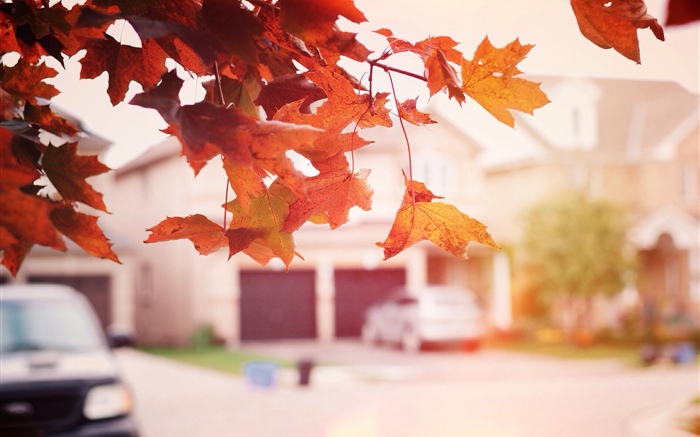 Красные листья клена, осень, улица обои,s изображение