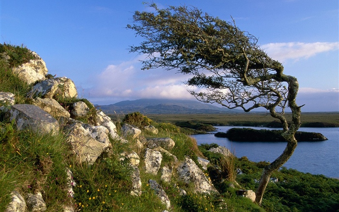 Камни, дерево, пруд, трава, облака обои,s изображение