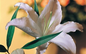 Белый цветок лилии HD обои