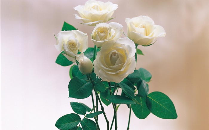 Белые лепестки роз обои,s изображение