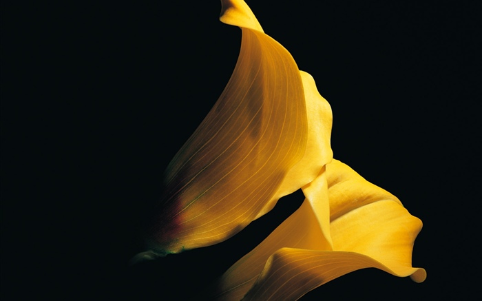Желтые лепестки каллы лилии крупным планом обои,s изображение
