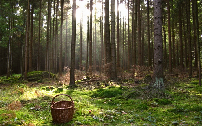 Австрия, лес, деревья, корзина обои,s изображение