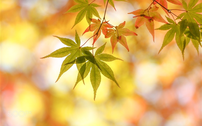 Осень, листья клена, блики обои,s изображение