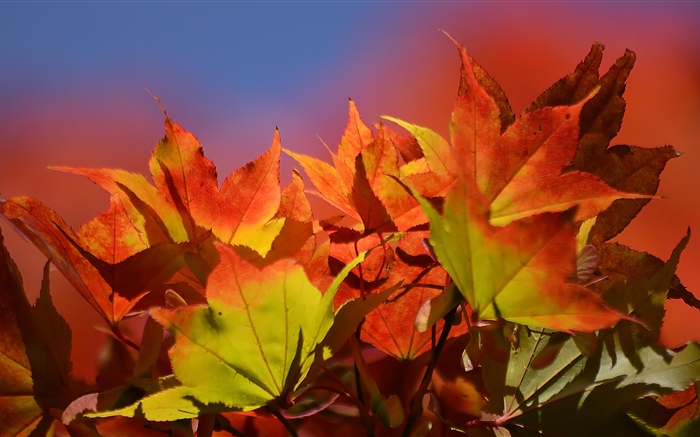 Осень, красные листья клена обои,s изображение