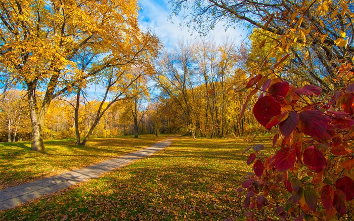 Осень, деревья, желтые листья, путь обои,s изображение