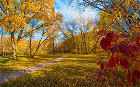 Осень, деревья, желтые листья, путь