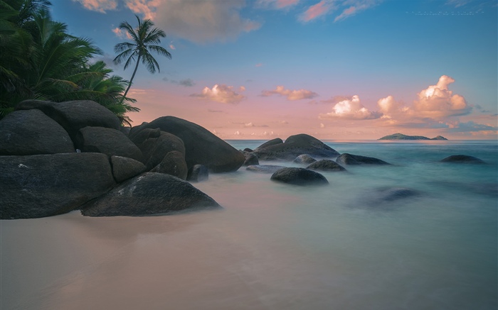 Пляж, побережье, пальмы, море, сумерки обои,s изображение