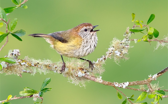 Птица, веточки, листья обои,s изображение