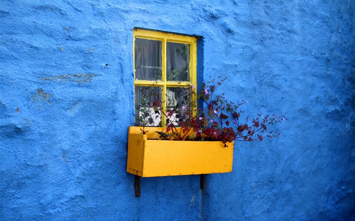Синяя стена, окно, цветы обои,s изображение