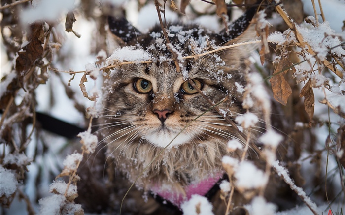 Британская складная кошка, снег, зима обои,s изображение
