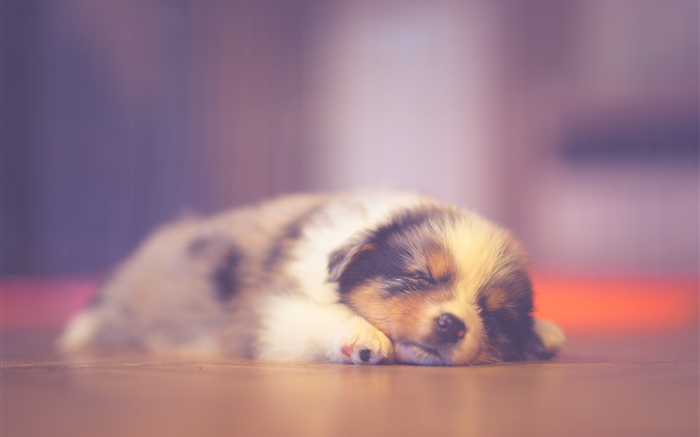 Симпатичный щенок спит, мечтает обои,s изображение