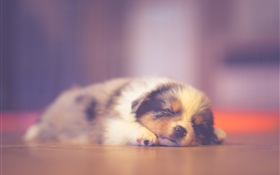 Симпатичный щенок спит, мечтает HD обои
