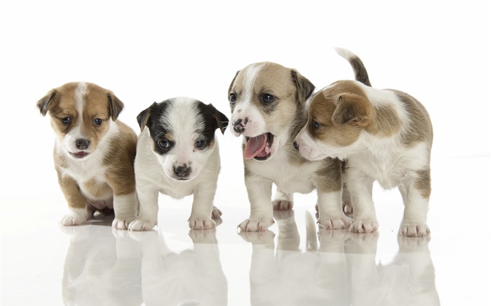 Четыре симпатичных щенка обои,s изображение