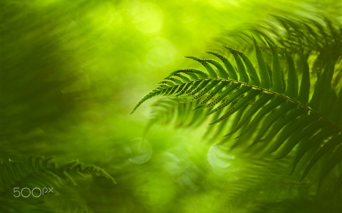 Зеленые листья папоротника, природа обои,s изображение
