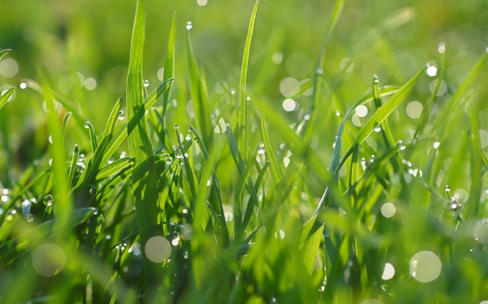 Зеленая трава, капли воды, лето обои,s изображение
