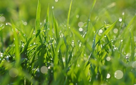 Зеленая трава, капли воды, лето HD обои