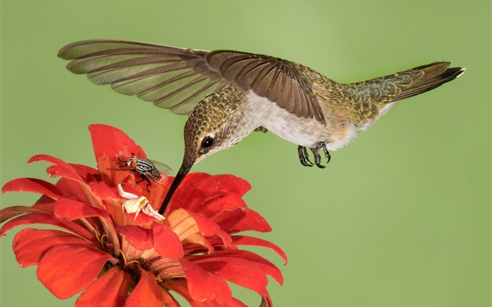 Полет Hummingbird, крылья, красные цветы обои,s изображение