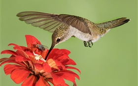Полет Hummingbird, крылья, красные цветы HD обои