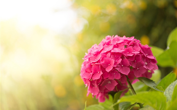 Розовая гортензия, цветы, блики обои,s изображение