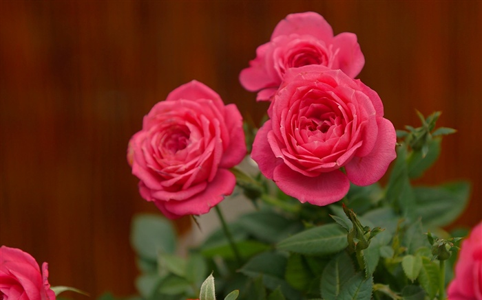 Розовые розы, цветы обои,s изображение
