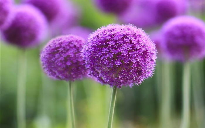 Фиолетовые цветы, мяч, боке обои,s изображение