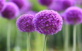 Фиолетовые цветы, мяч, боке