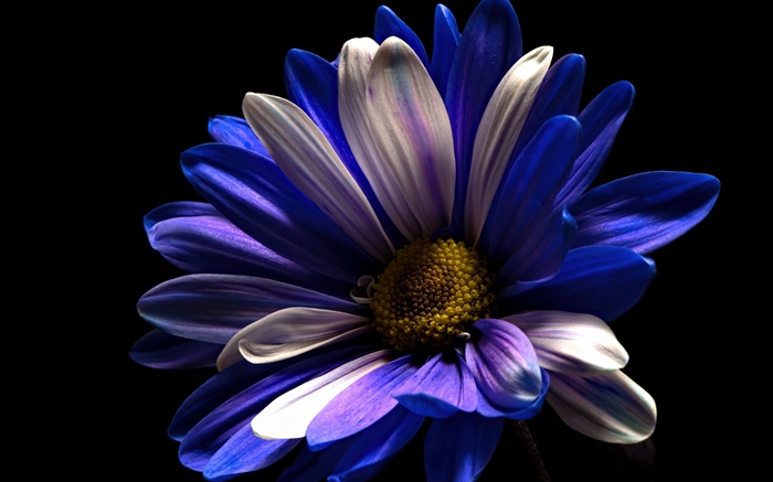 Фиолетовый белый цветок лепестков, черный фон обои,s изображение