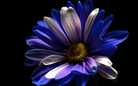 Фиолетовый белый цветок лепестков, черный фон HD обои
