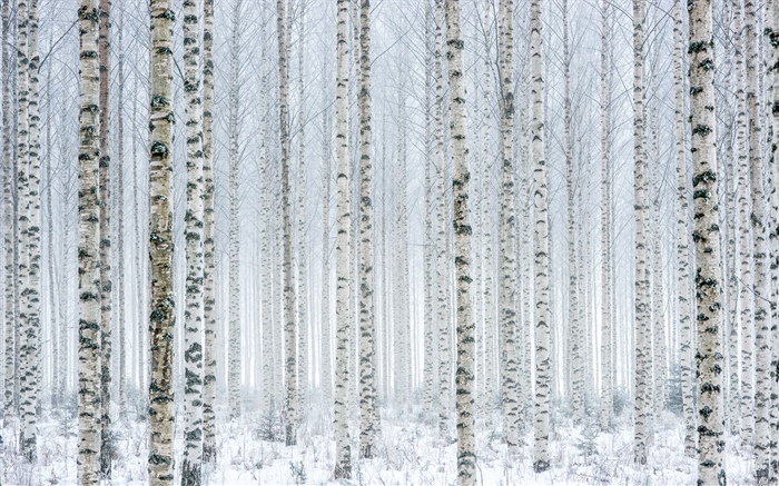 Деревья, береза, лес, снег, зима обои,s изображение