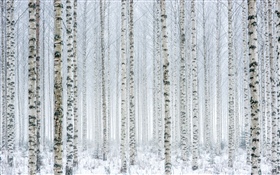 Деревья, береза, лес, снег, зима HD обои