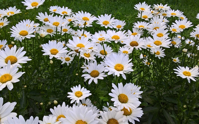 Белые цветы ромашки, сад обои,s изображение