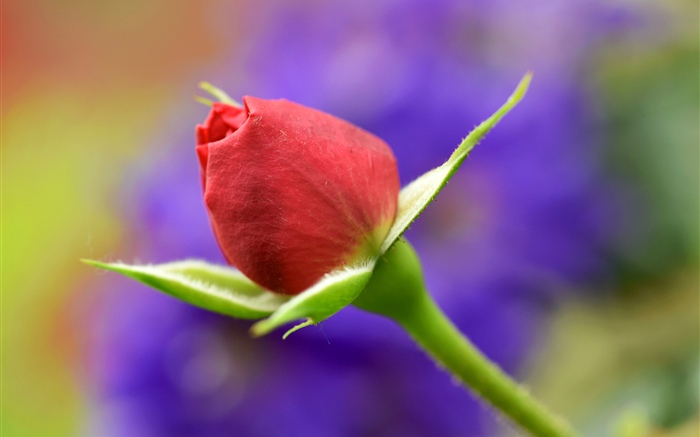 Красный бутон розы, стебель обои,s изображение