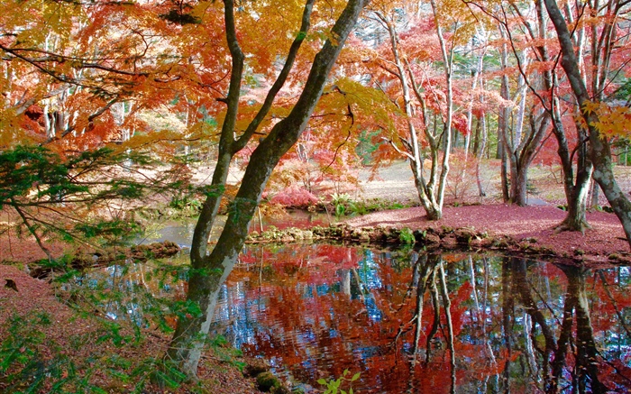 Деревья, пруд, парк, осень обои,s изображение