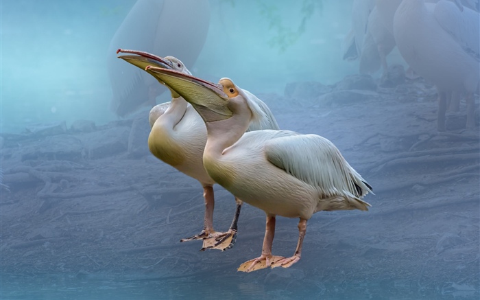 Два пеликана обои,s изображение
