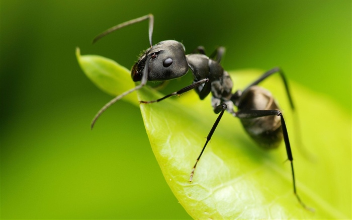 Муравей, зеленый лист, насекомое обои,s изображение