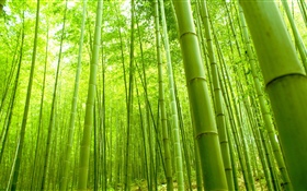 Бамбук лес, зеленый, лето HD обои