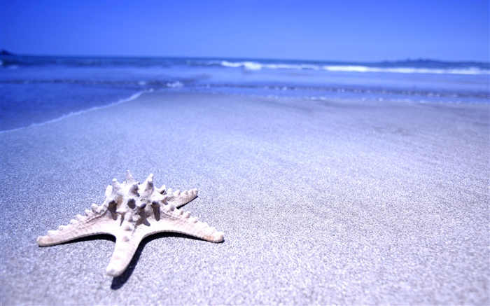 Пляж, морская звезда, море обои,s изображение