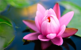 Красивая розовая водяная лилия, пруд