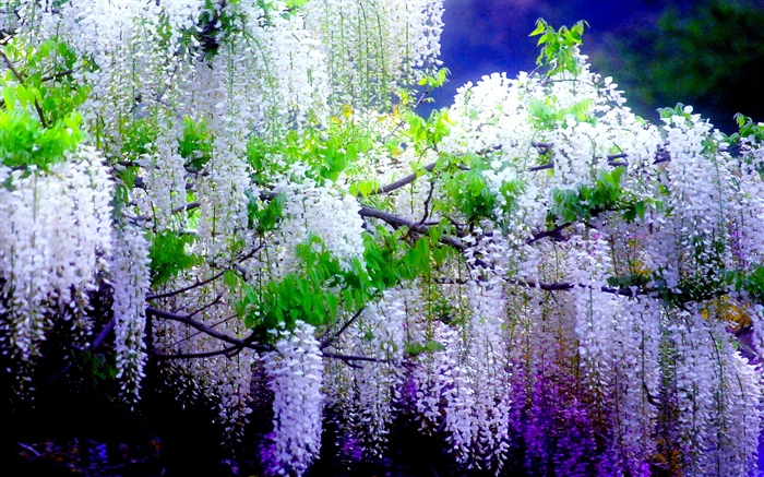 Красивые цветы, Весна обои,s изображение