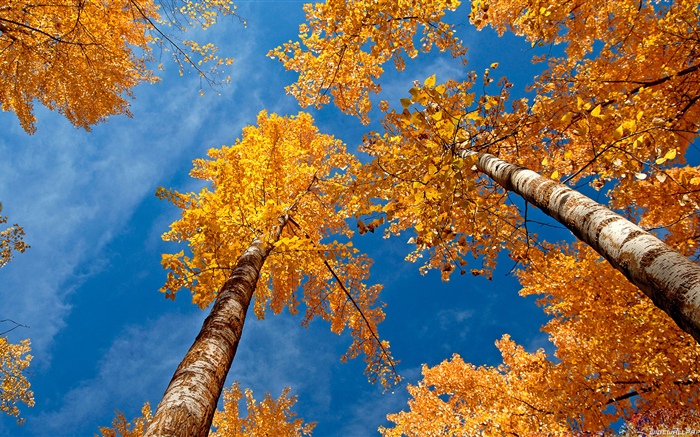 Береза, деревья, голубое небо, осень обои,s изображение