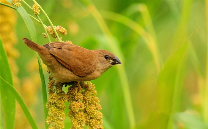 Птица, трава, зеленый фон обои,s изображение