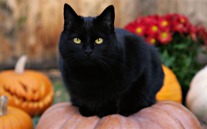 Черная кошка, желтые глаза, тыква обои,s изображение